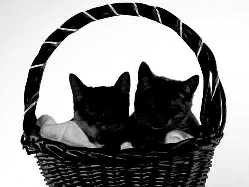 Photoshop快速抠出篮子里的猫咪插图16