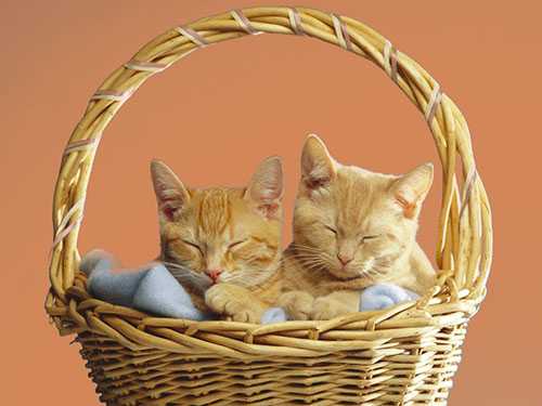 Photoshop快速抠出篮子里的猫咪插图17