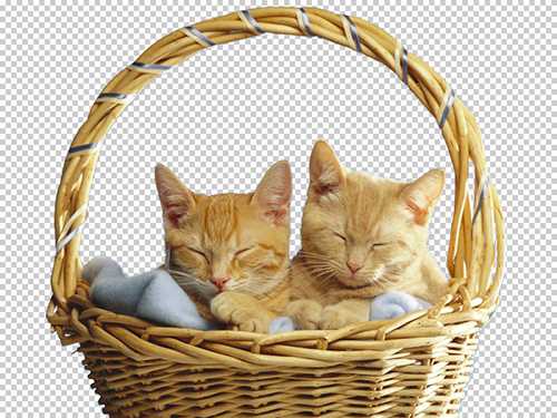 Photoshop快速抠出篮子里的猫咪插图1