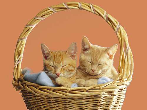 Photoshop快速抠出篮子里的猫咪插图19