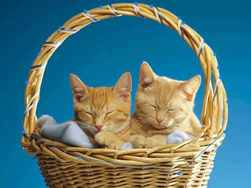 Photoshop快速抠出篮子里的猫咪插图5