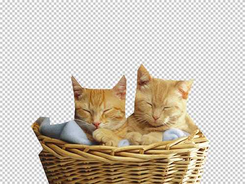Photoshop快速抠出篮子里的猫咪插图6