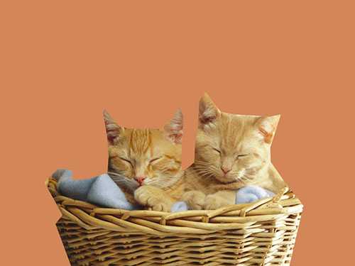 Photoshop快速抠出篮子里的猫咪插图7