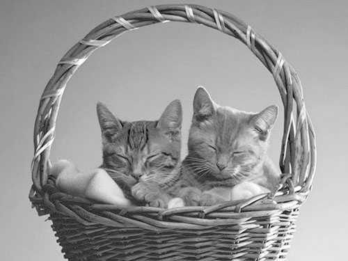 Photoshop快速抠出篮子里的猫咪插图8