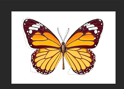 Photoshop详细解析套索工具的抠图技巧插图3