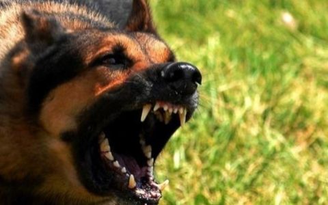 男子因狂犬病死亡 几年前被狗咬现在发作了