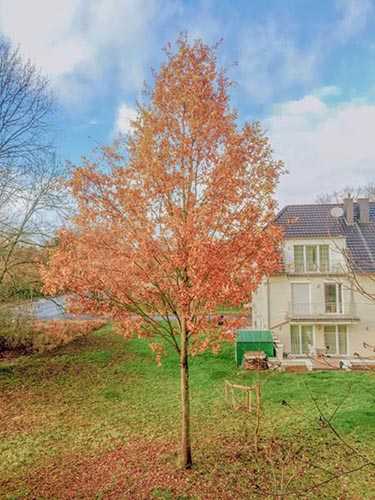 PS调色制作金色梦幻效果的秋季风景照片教程插图9