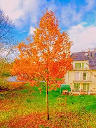 PS调色制作金色梦幻效果的秋季风景照片教程插图12