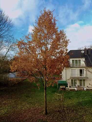 PS调色制作金色梦幻效果的秋季风景照片教程插图1