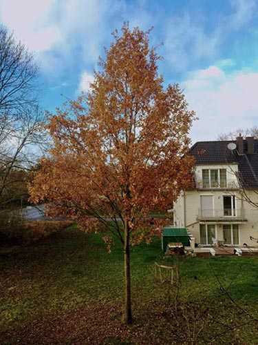 PS调色制作金色梦幻效果的秋季风景照片教程插图6