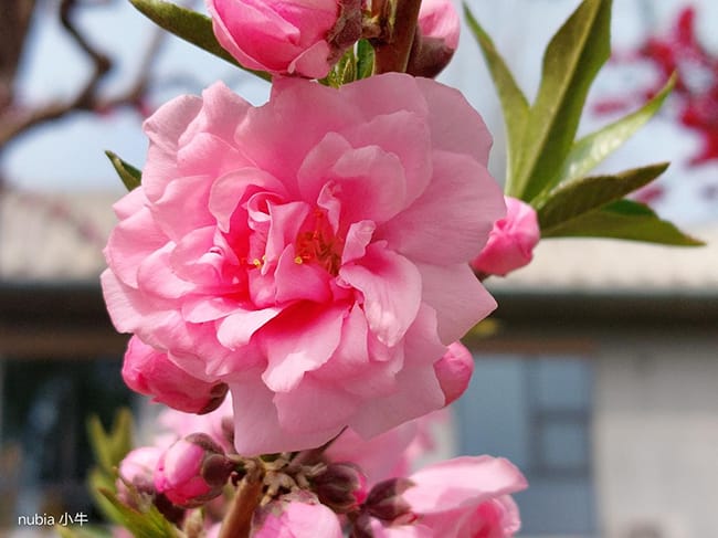 努比亚小牛怎么样 努比亚小牛评测插图11