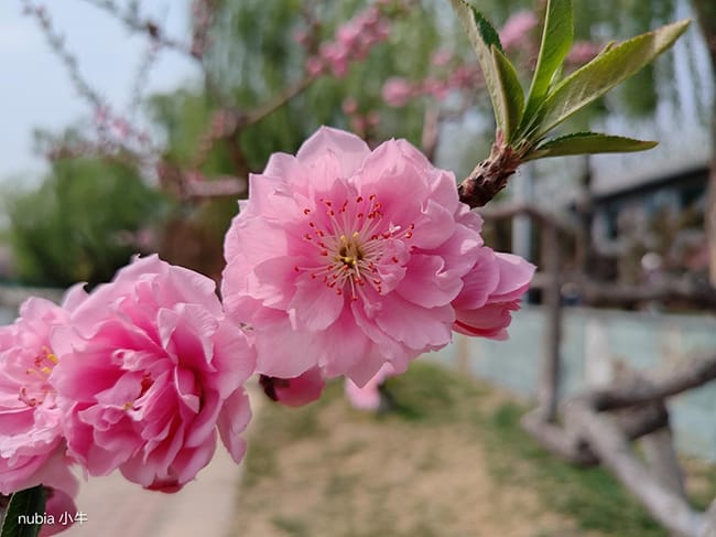 努比亚小牛怎么样 努比亚小牛评测插图12