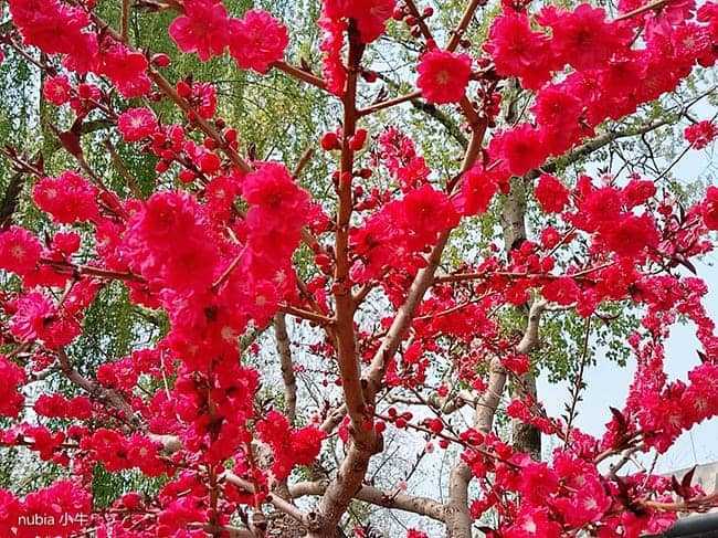 努比亚小牛怎么样 努比亚小牛评测插图17