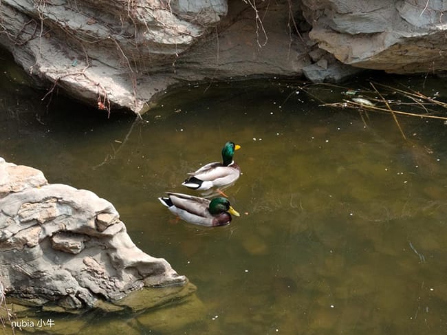 努比亚小牛怎么样 努比亚小牛评测插图23