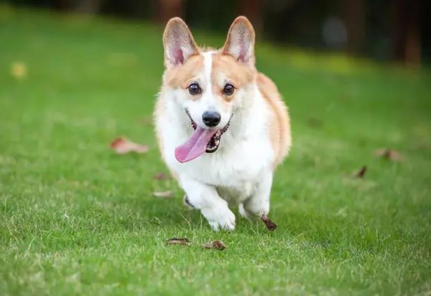 老人被宠物狗撕咬手中握刀不舍得砍 已送院治疗