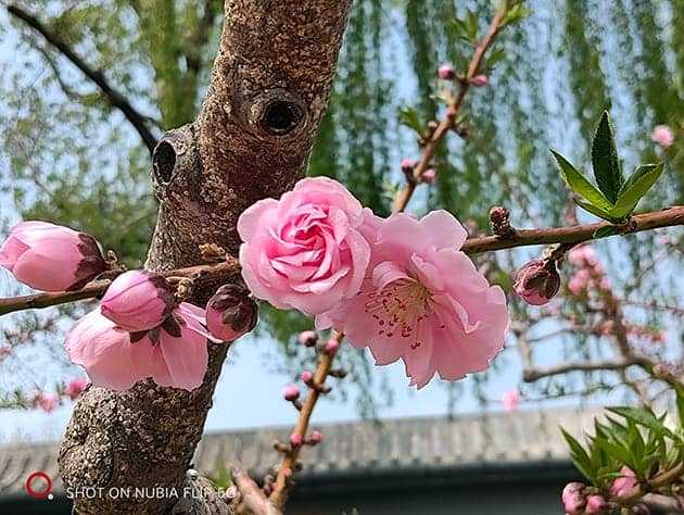 nubia Flip手机怎么样 nubia Flip手机详细评测插图13