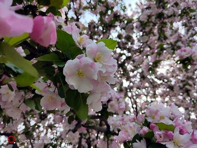 nubia Flip手机怎么样 nubia Flip手机详细评测插图14