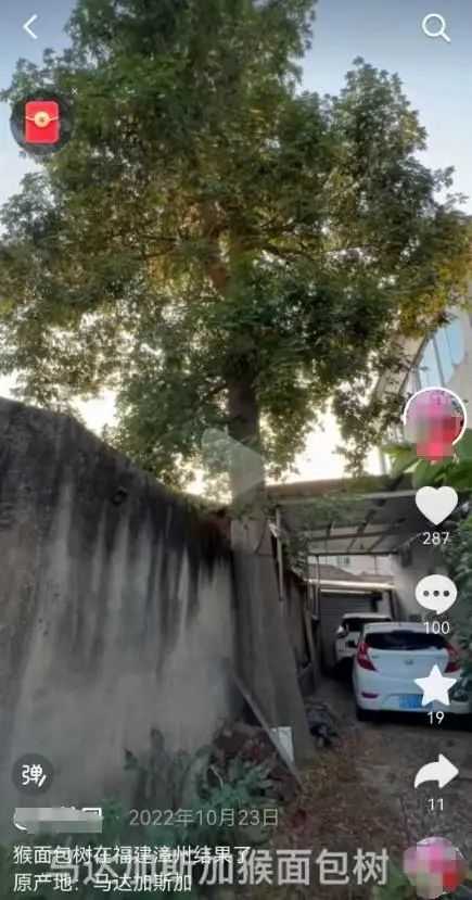 非洲人把猴面包树当祖宅用：移栽中国后 完全不一样了