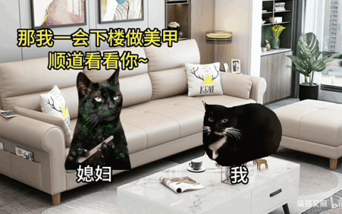 这届年轻人 正在用小猫演绎自己的精神状态