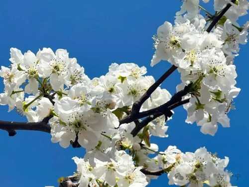 梨花哪有××香是什么梗 梨花香梗意思介绍插图 梨花哪有××香是什么梗 梨花香梗意思介绍