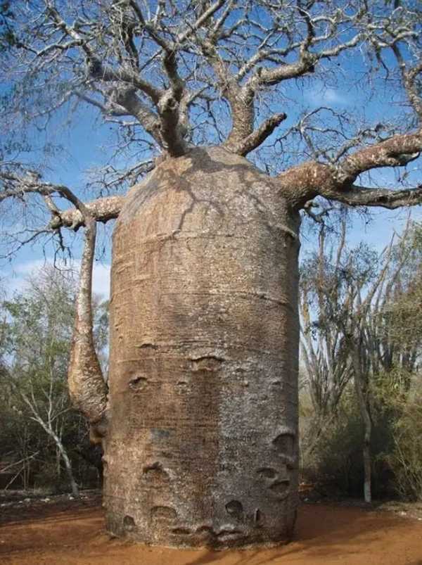 非洲人把猴面包树当祖宅用：移栽中国后 完全不一样了