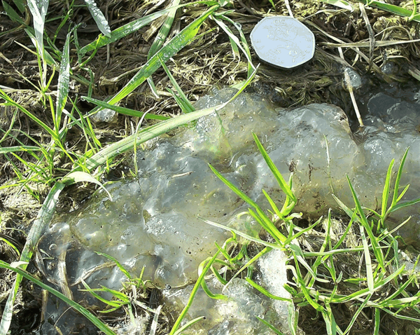 澳大利亚女子院中发现神秘果冻 半透明鼻涕状：真相略搞笑