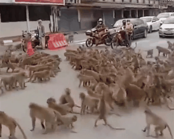 泰国数千只猴子帮派冲突打群架：37只带头公猴被抓去做绝育