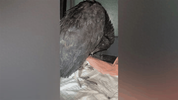 谁能想到鸟也能喝醉:差点命都没了插图 谁能想到鸟也能喝醉:差点命都没了