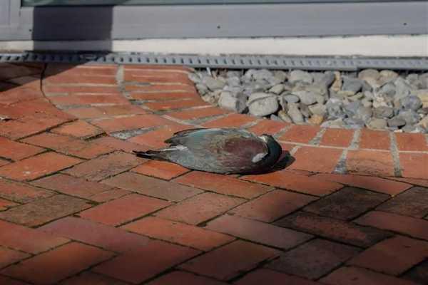 谁能想到鸟也能喝醉:差点命都没了插图5 谁能想到鸟也能喝醉:差点命都没了