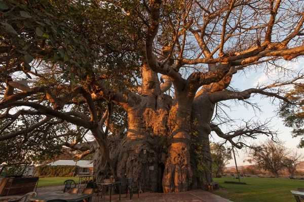 非洲人把猴面包树当祖宅用：移栽中国后 完全不一样了