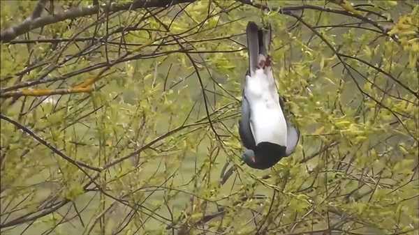 谁能想到鸟也能喝醉:差点命都没了插图4 谁能想到鸟也能喝醉:差点命都没了