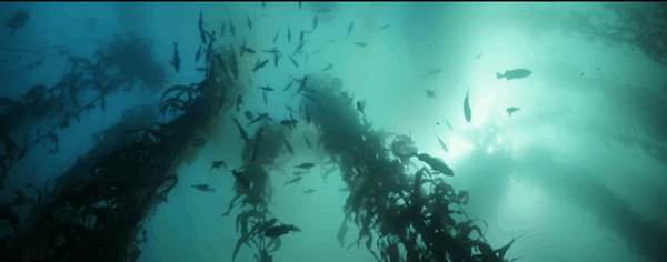 谷歌以科技赋能环保:从海洋到天空,守护地球的每一角落插图1 谷歌以科技赋能环保:从海洋到天空,守护地球的每一角落