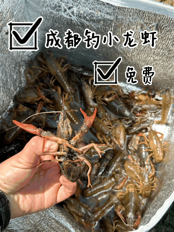 成都人开始野钓小龙虾了 医生提醒：富含重金属、谨慎食用！