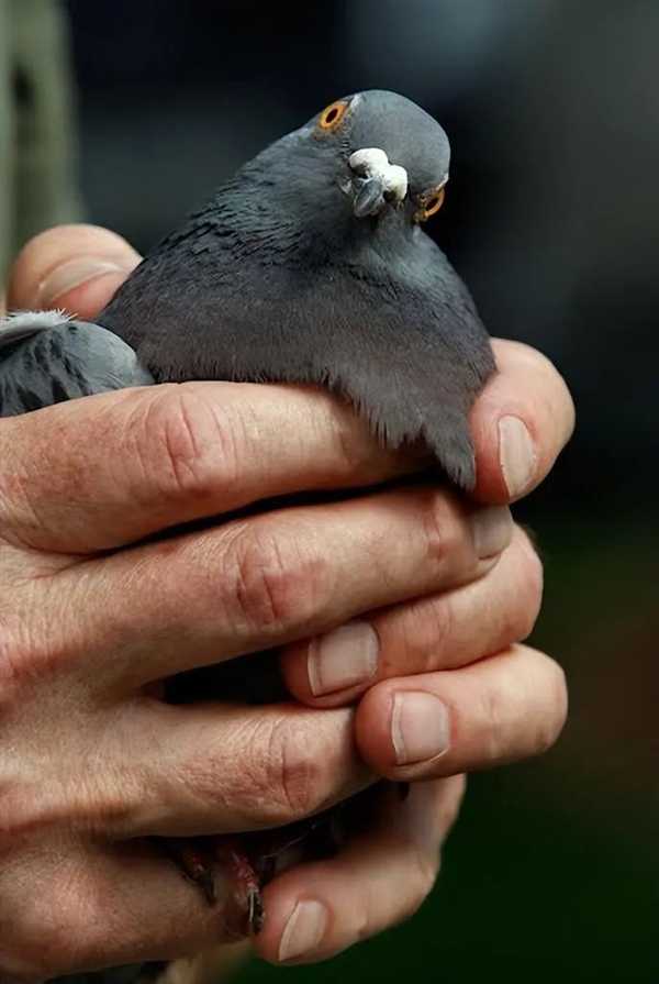 谁能想到鸟也能喝醉:差点命都没了插图7 谁能想到鸟也能喝醉:差点命都没了