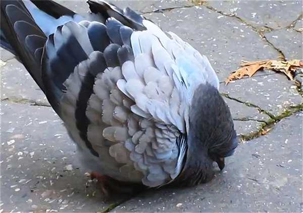 谁能想到鸟也能喝醉:差点命都没了插图6 谁能想到鸟也能喝醉:差点命都没了