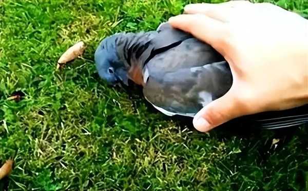 谁能想到鸟也能喝醉:差点命都没了插图3 谁能想到鸟也能喝醉:差点命都没了