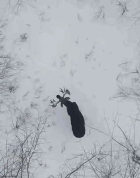 鹿角每年都会自然脱落：为何我们还要割鹿茸 而不是去捡