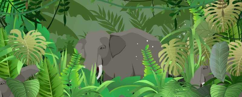 森林质量下降是什么意思 森林质量下降的原因插图 森林质量下降是什么意思 森林质量下降的原因