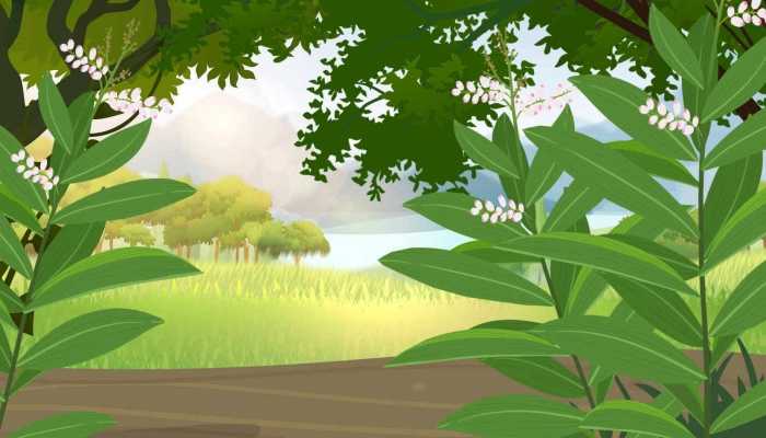 森林与大气的基础知识 森林对大气的作用有哪些