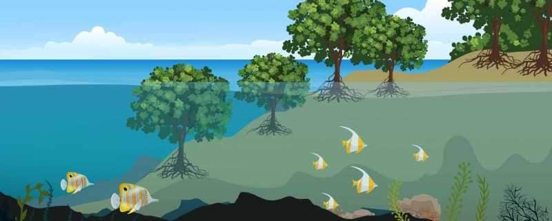 生态系统平衡的主要标志 生态系统平衡的条件插图 生态系统平衡的主要标志 生态系统平衡的条件