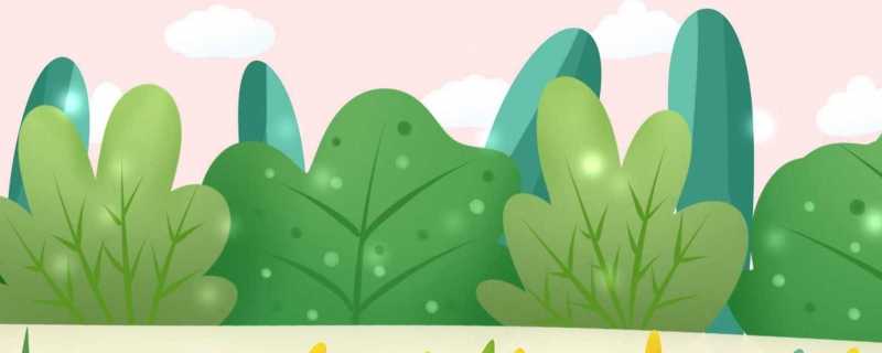 森林中的植物有哪些 森林植物的生存需求