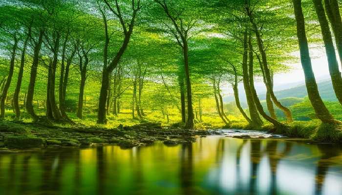 世界森林的地理分布有哪些 世界森林主要分布在什么纬度