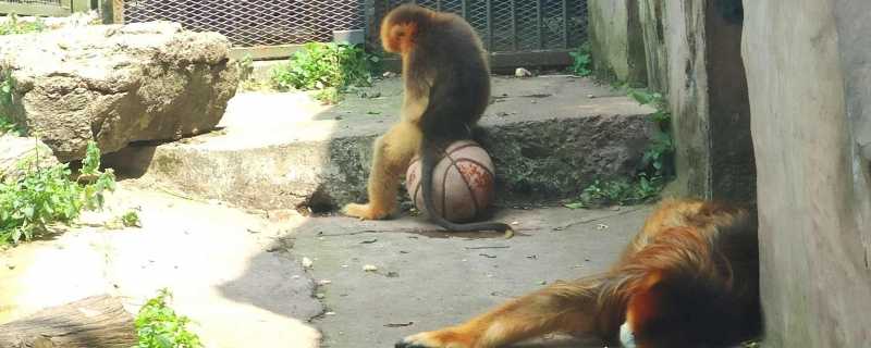 森林动物与植物之间的关系 动物与植物之间存在什么关系