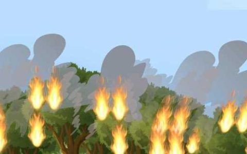 森林火灾的特点 森林火灾是如何引起的