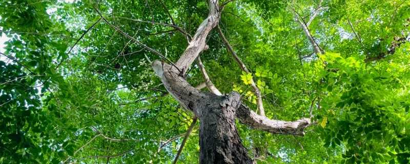 森林生态环境质量的判定 改善生态环境有哪些方法