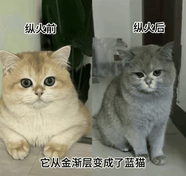 四川一小猫竟成“纵火犯” 误开电磁炉把家炸了 如今直播还债