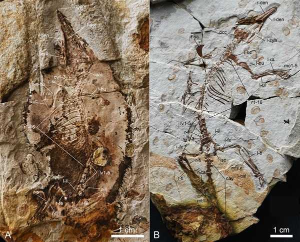 两只侏罗纪“小鼠” 竟能改写哺乳动物演化结构插图1 两只侏罗纪“小鼠” 竟能改写哺乳动物演化结构