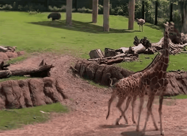 4分钟十年来最长！日全食致北美动物们躁动不安