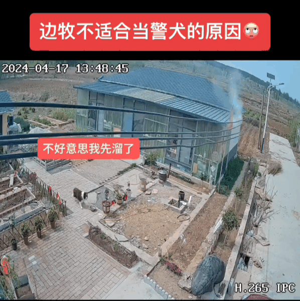 家中失火边牧第一个溜了 土狗留在屋内照顾狗仔