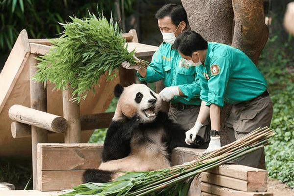 欢迎回家！旅韩大熊猫“福宝”平安抵达成都